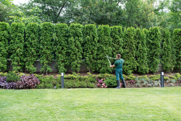 Organic Lawn Care Solutions in Homer, MI