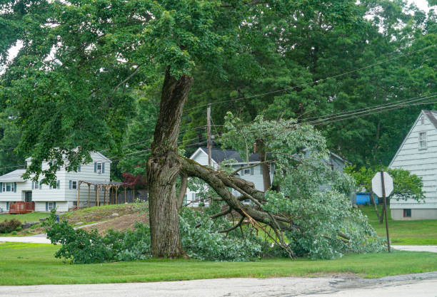 Homer, MI Tree Services Company